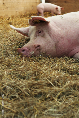 Schwein