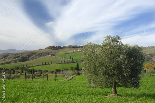 Toscana Contignano  Cipressi e olivi photo