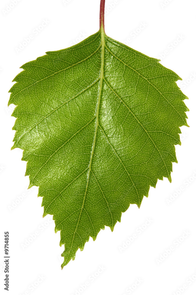 Obraz premium Single silver birch tree leaf, isolated on white.