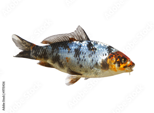 fine image of isolated japanese koi fish