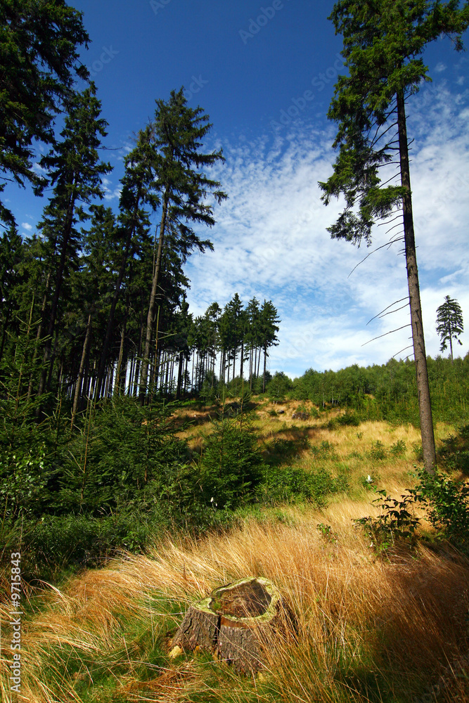 Pine forest and blue sky with clouds - obrazy, fototapety, plakaty 