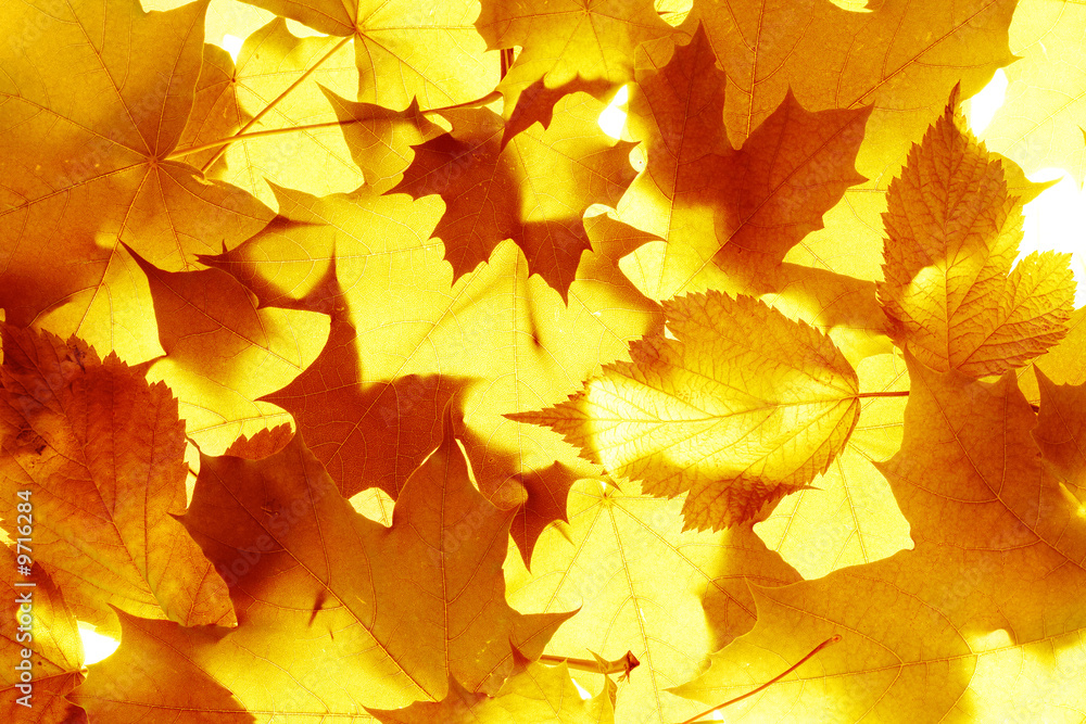 Fototapeta premium Autumn leaves