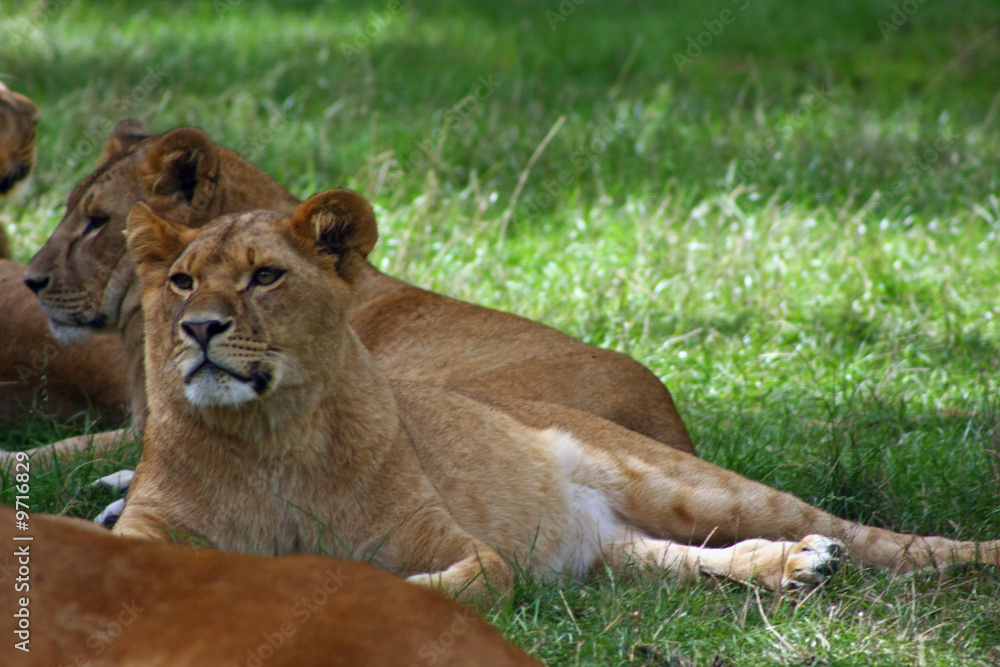 Fototapeta premium löwe