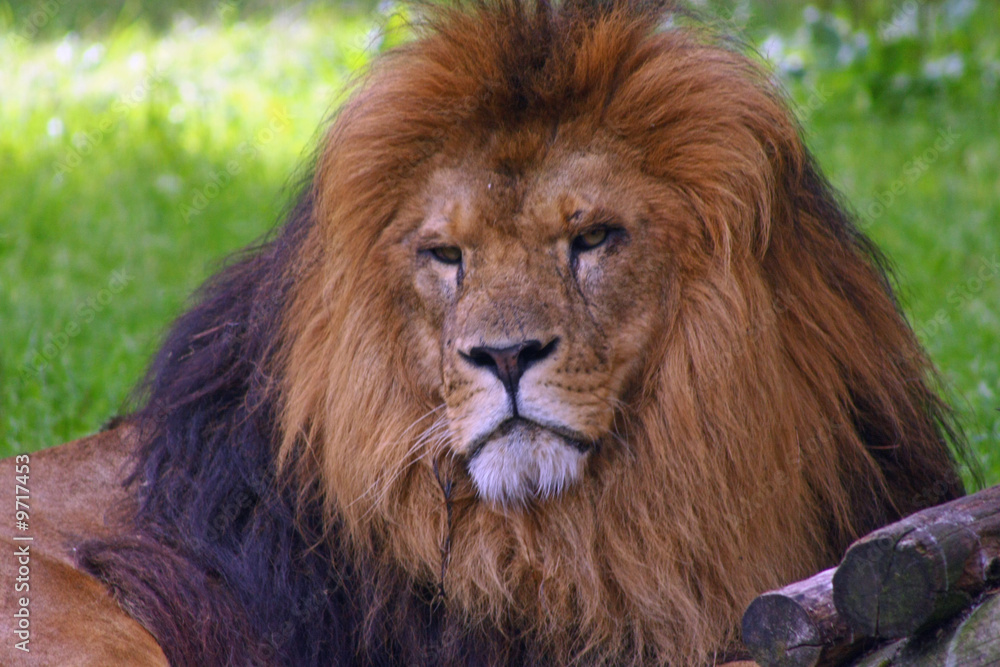 Fototapeta premium löwe