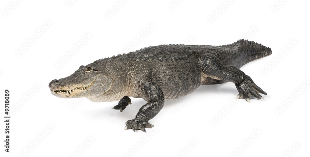 Fototapeta premium American Alligator (30 years) in front of a white background