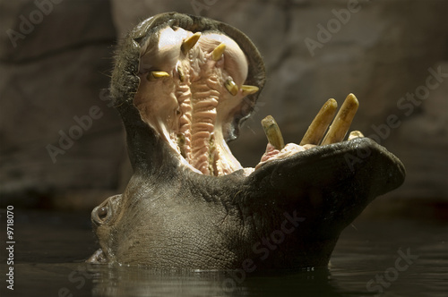 Hippopotamus open his mouth