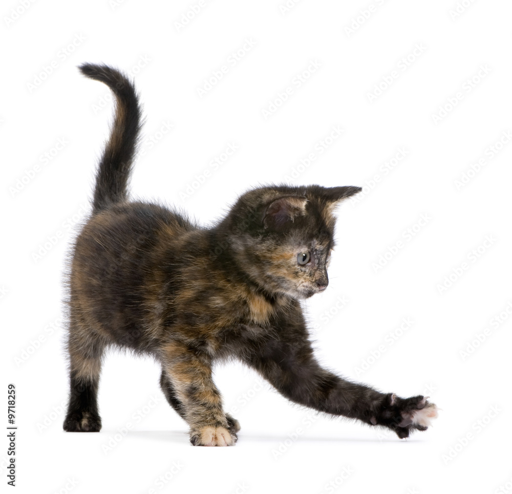 Tortoiseshell cat (2 months) in front of a white background