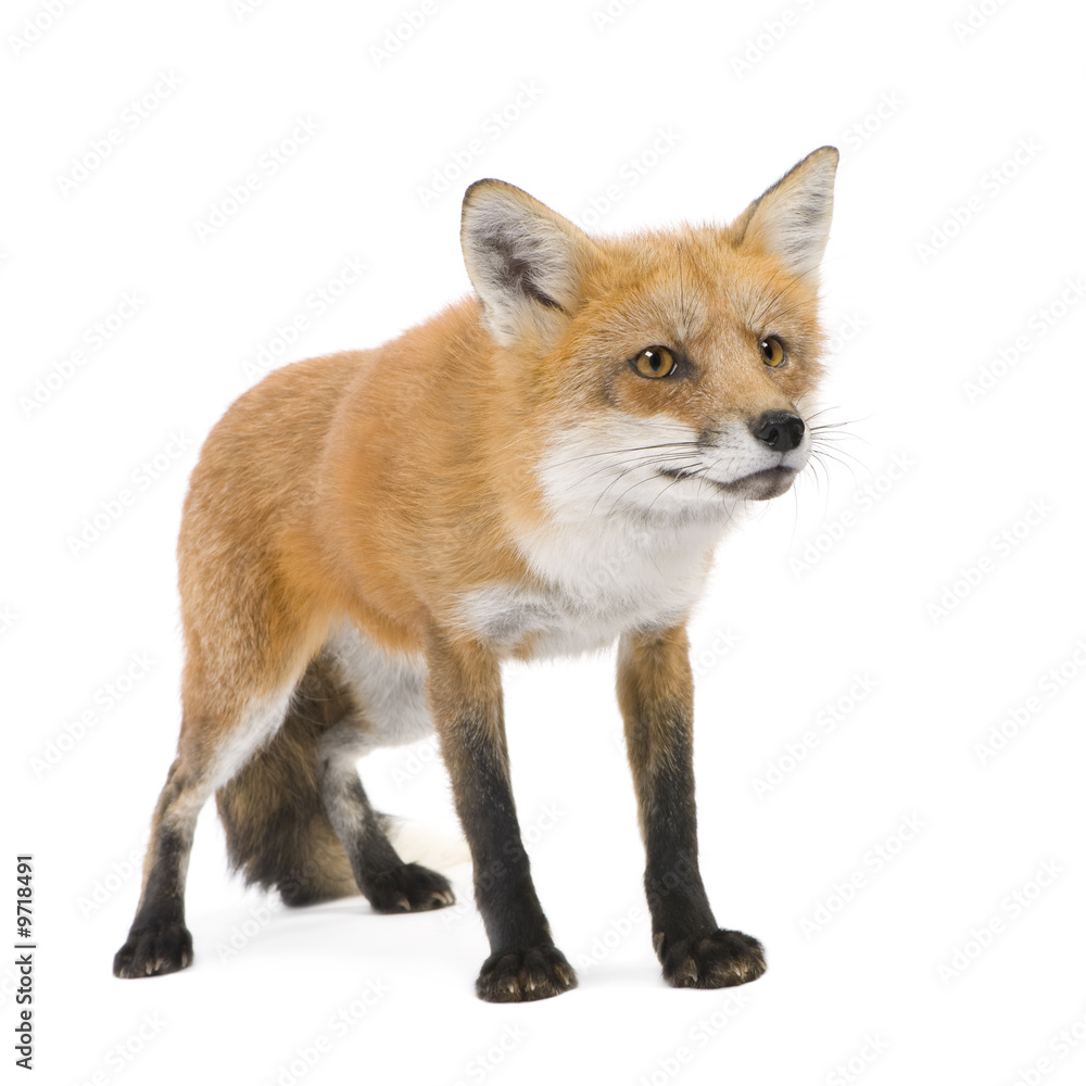 Red fox (4 years) - Vulpes vulpes in front of a white background