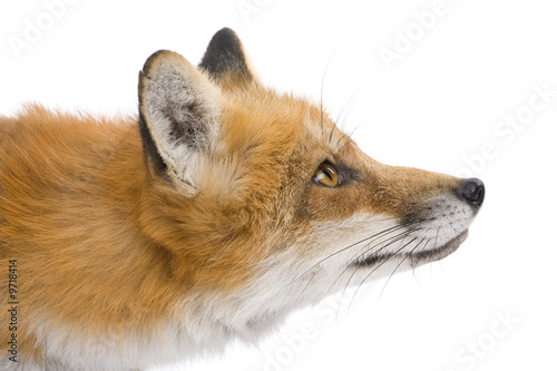 Φωτογραφία Red fox (4 years) - Vulpes vulpes in front of a white background