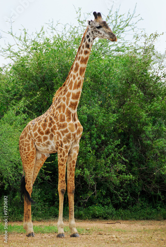 Alone giraffe standing in acacia bush