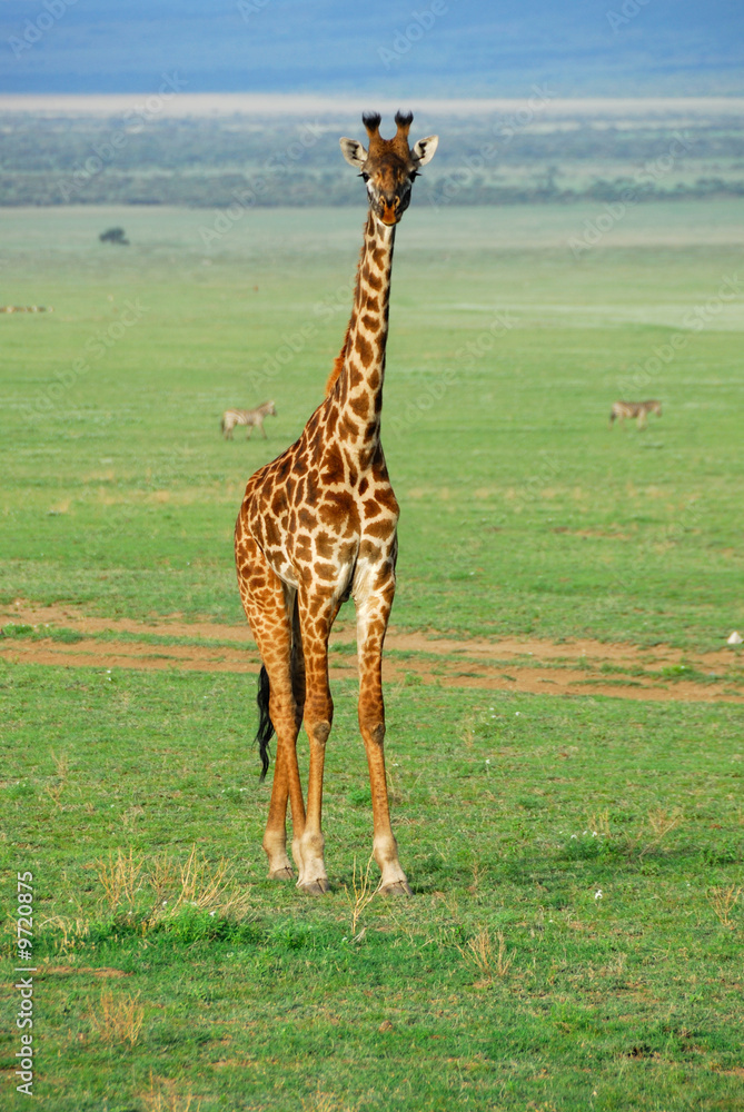 Obraz premium Young giraffe standing in savannah