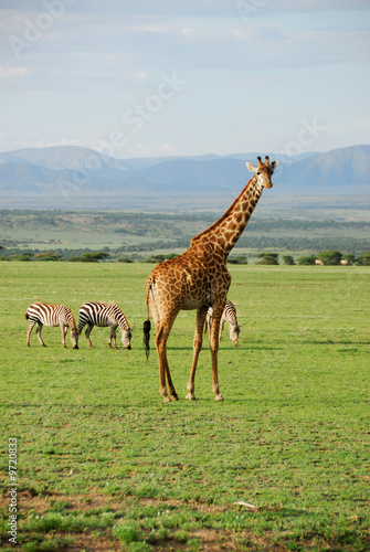 Canvas Print Alone giraffe in savannah, Tanzania