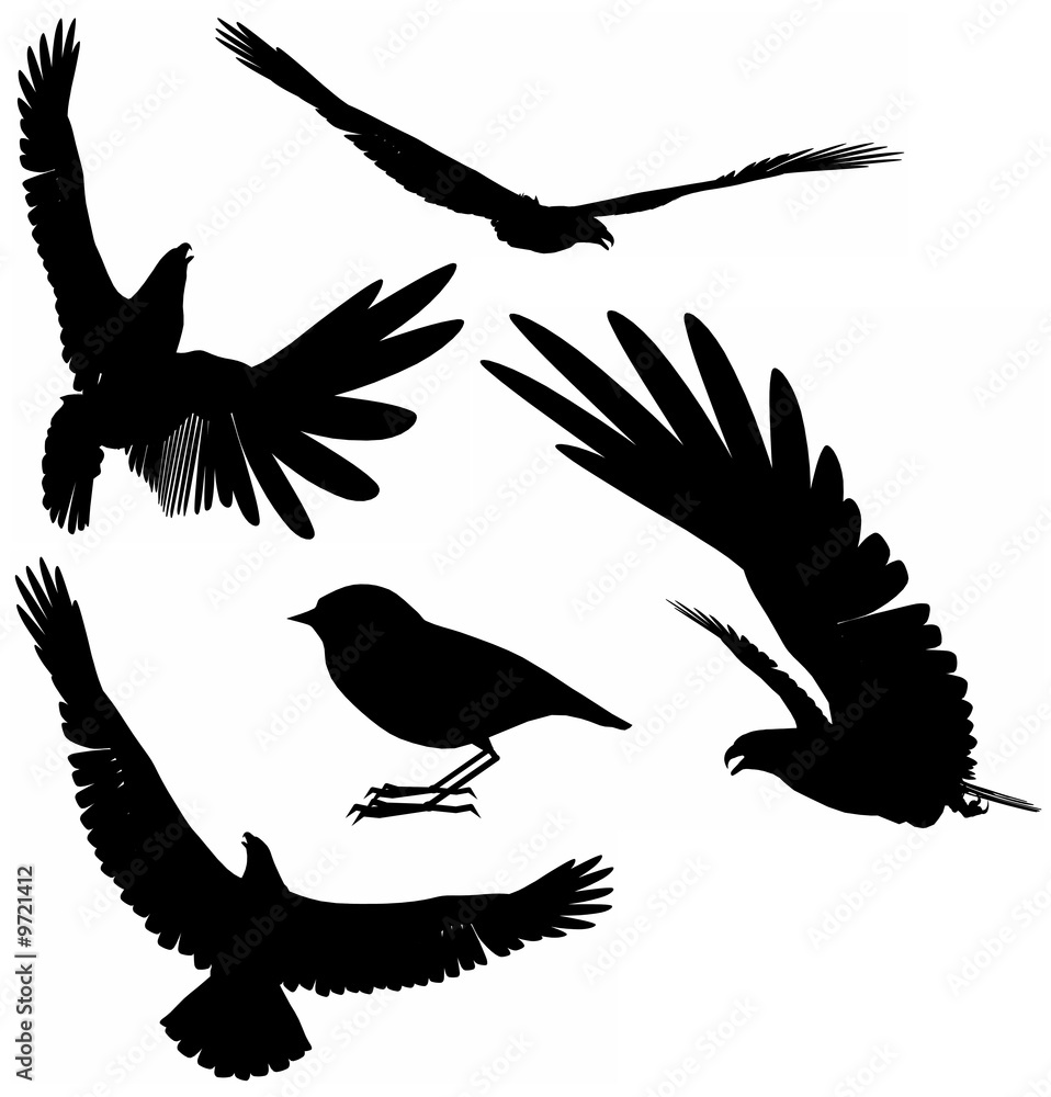 Naklejka premium birds