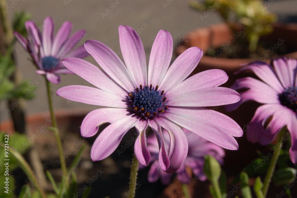 Obraz premium fiore