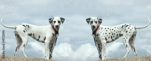 dalmatien avec ou sans tache