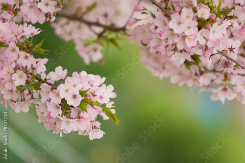 cherry blossom
