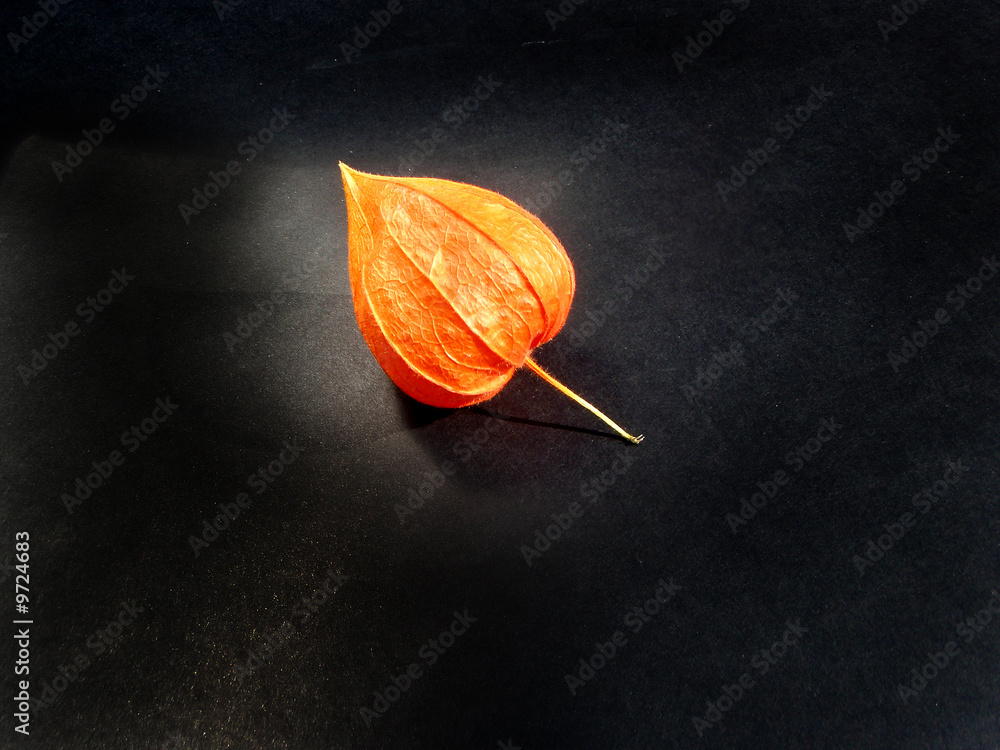 physalis physalis