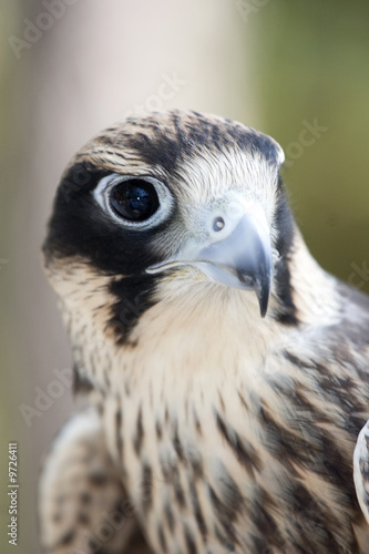 peregrine falcon closeup portrait