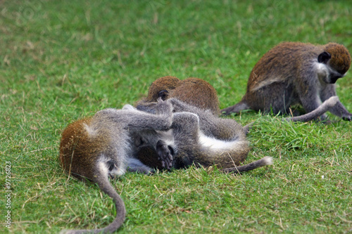 affe