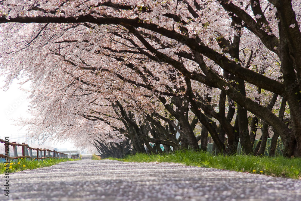 cherry blossom