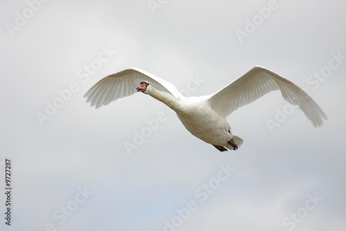Mute Swan  Cygnus olor  in flight