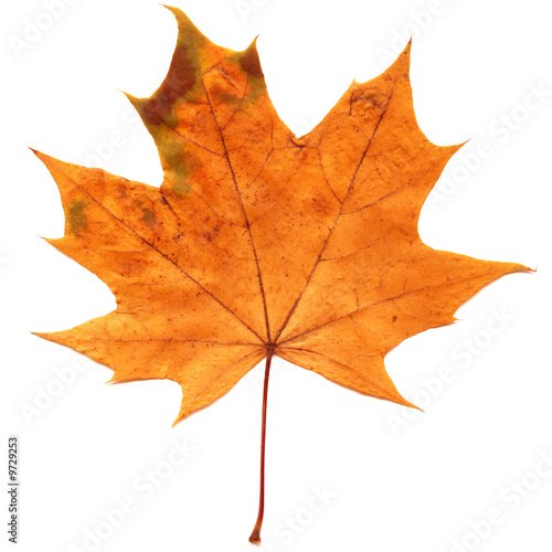 Beautiful autumn leaf on white background