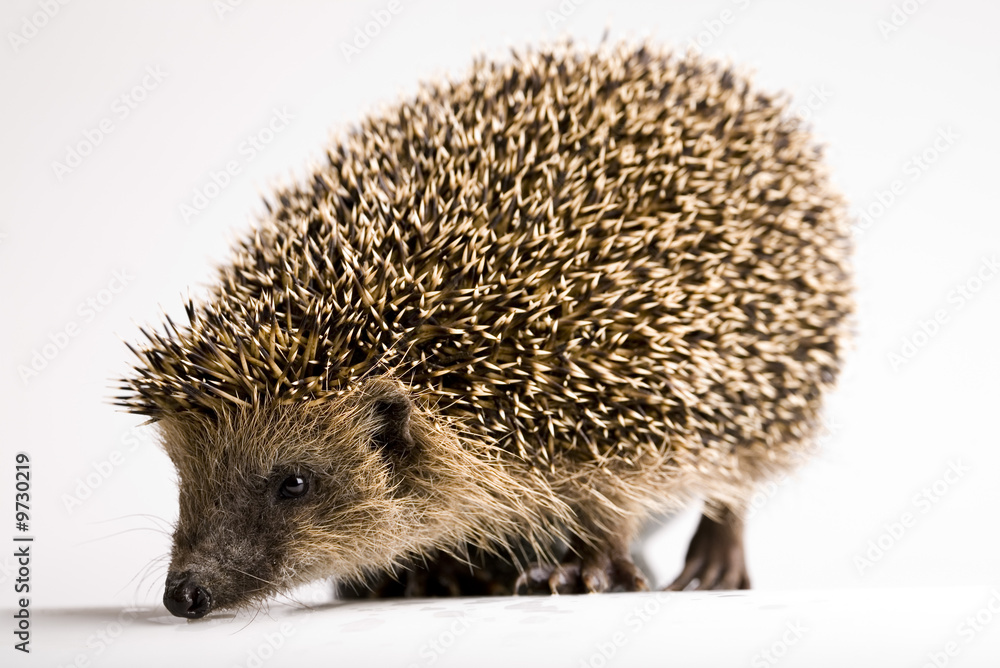 Hedgehog Hedgehog