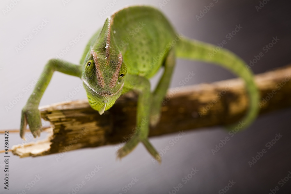 Naklejka premium Chameleon on bamboo