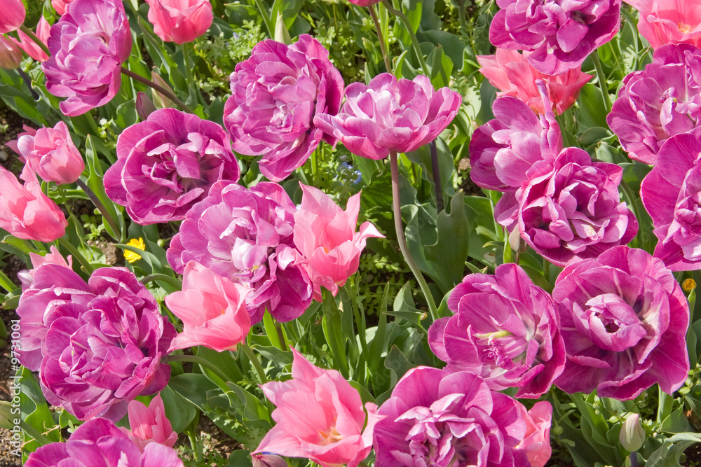 Obraz premium Tulip