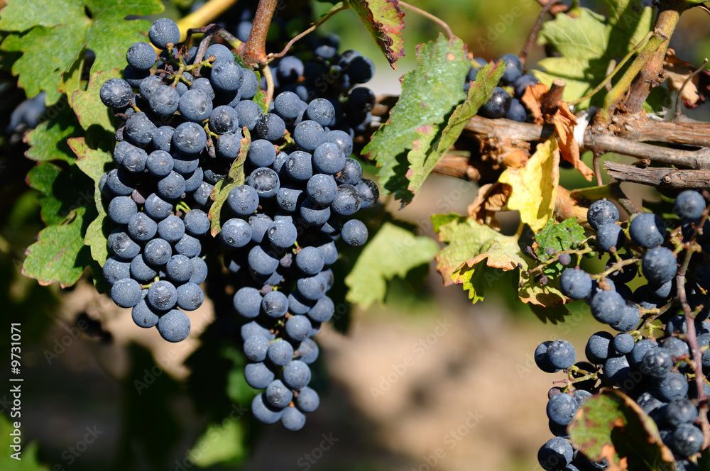 Red grapes in a vineyard on Niagara Peninsula, Canada