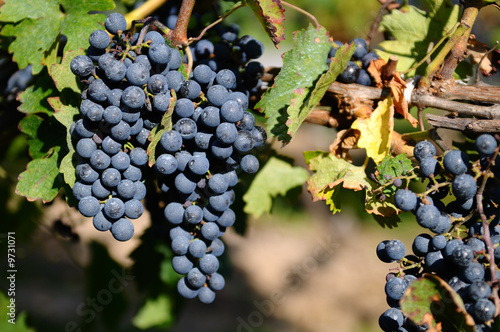 Wallpaper Mural Red grapes in a vineyard on Niagara Peninsula, Canada Torontodigital.ca
