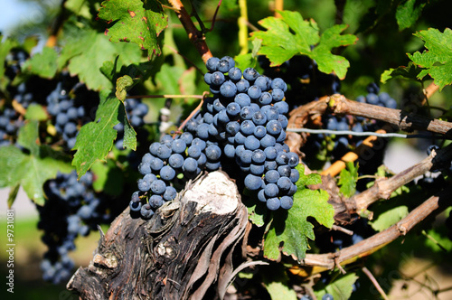 Red grapes in a vineyard on Niagara Peninsula, Canada