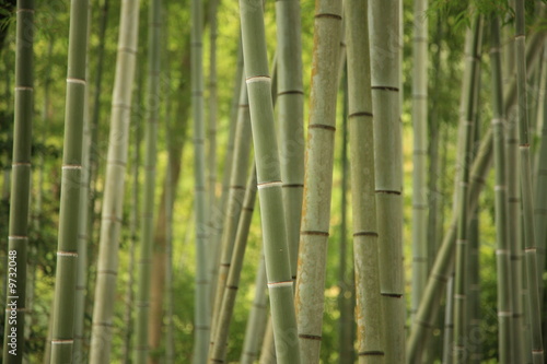 Fototapeta Naklejka Na Ścianę i Meble -  bamboo grove in Kyoto
