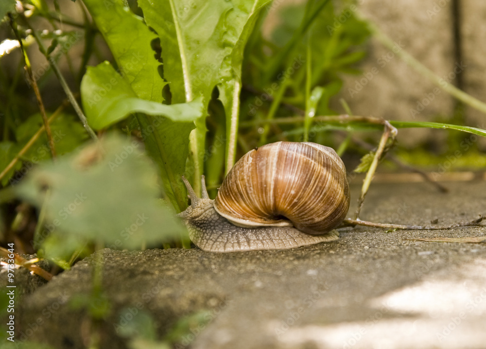 Schnecke