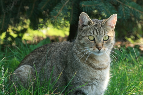 The cat in the grass