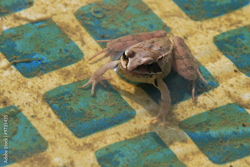 The frog in a dirty pool