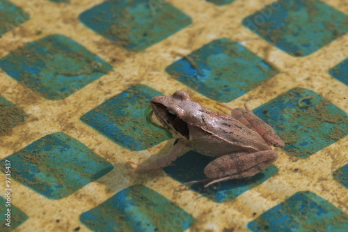The frog in a dirty pool
