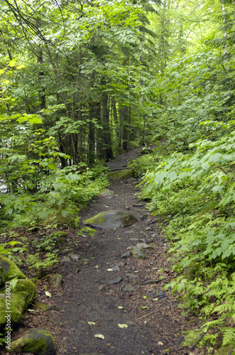 forêt photo