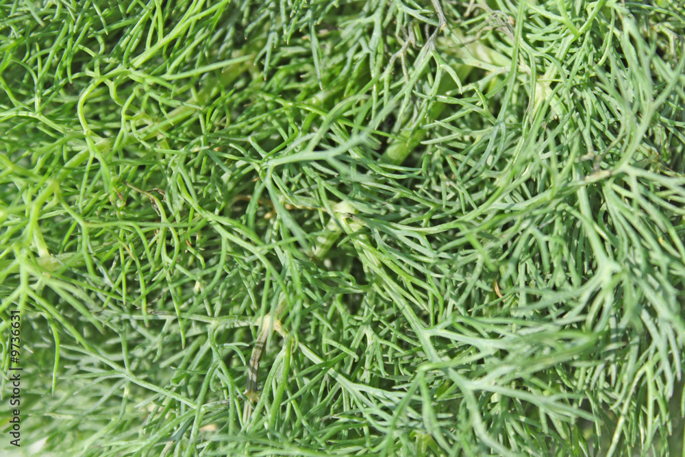 Fresh fennel for the background. Vitamins. Fresh fennel for the background. Vitamins.