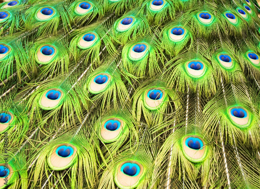 Obraz premium Peacock