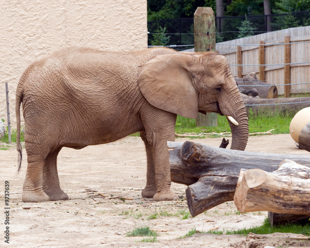 Fototapeta premium Elephant in a Zoo, in horizontal orientation