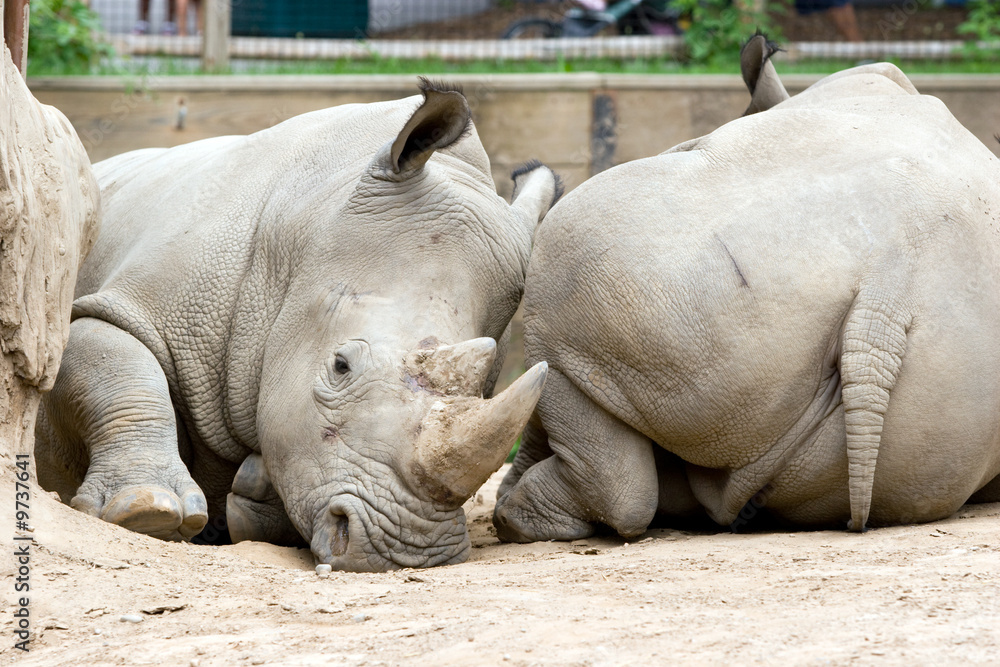 Naklejka premium Two Rhinoceros in a Zoo, lying end to end