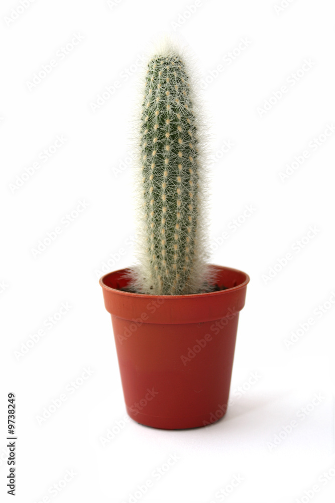 Cactus plant Cactus plant