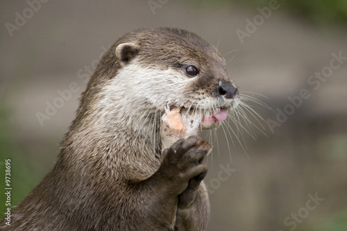 Portrait of an otter eating a fish