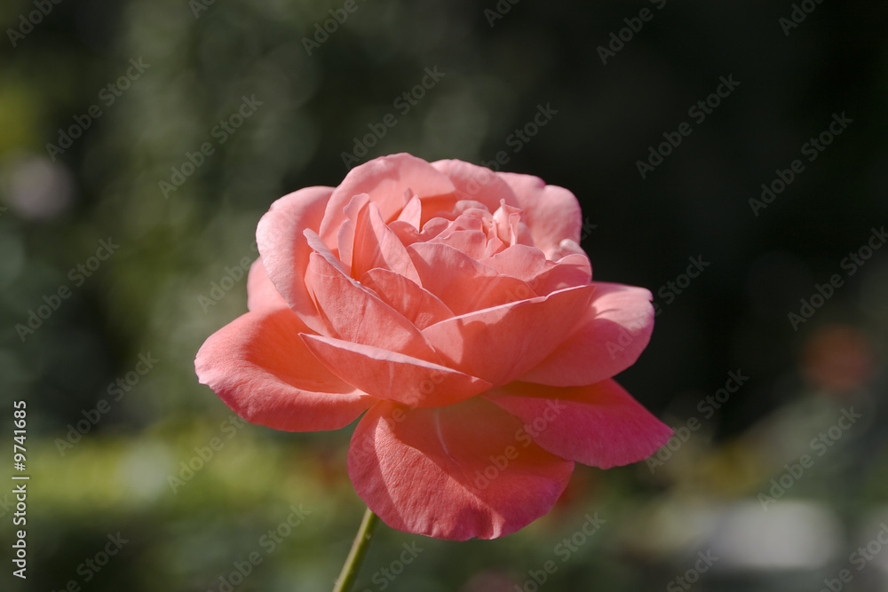 Obraz premium Background of Beautiful blooming rose