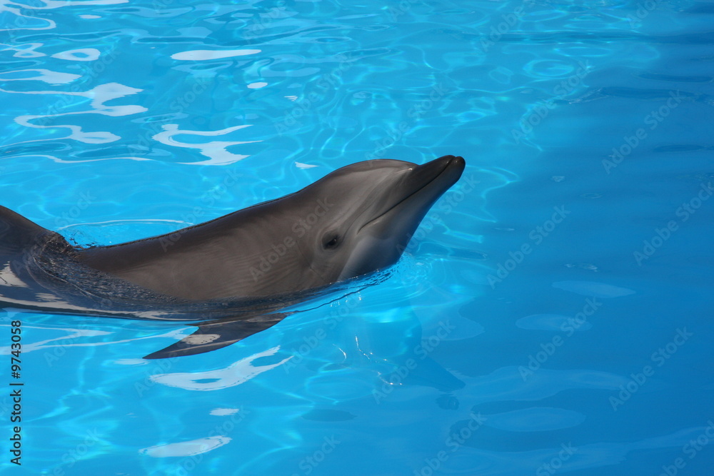 Naklejka premium Dolphin in water, smiling