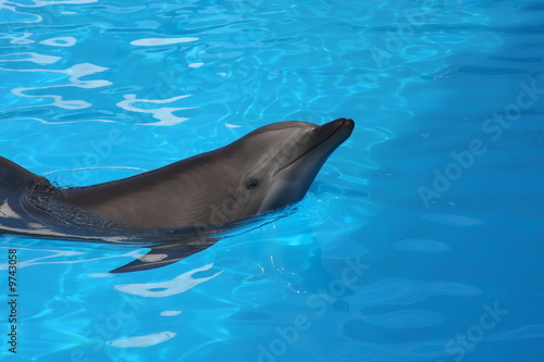 Dolphin in water, smiling