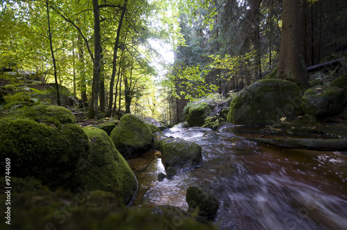 romantischer Wald mit Bach im Frühherbst