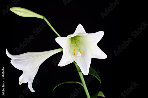 Lilly  flower closeup