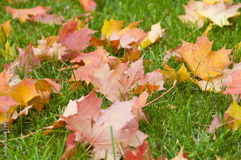 Maple leaves on a real green background Maple leaves on a real green background